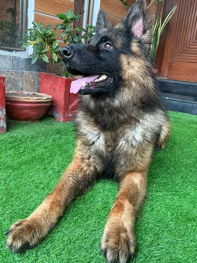 German Shepherd