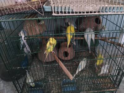 selling austrailian parrots with there cages.