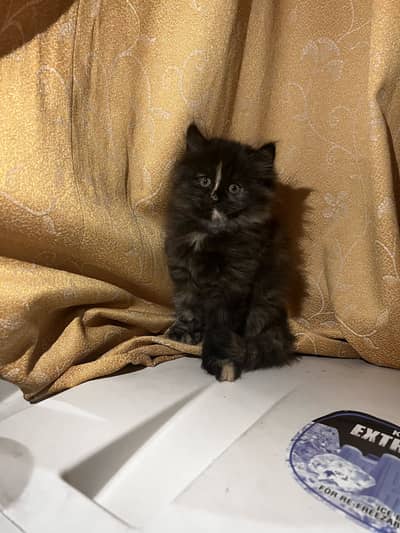 Persian kitten