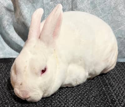 Mini Rex male available at Karachi rabbit farm 0312.0844159