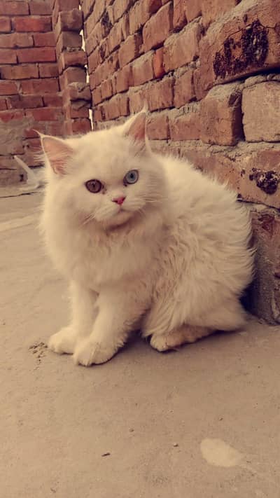 cat for sale