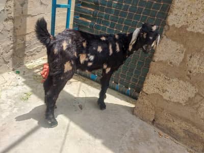 Bakra Bacha (4 Months)