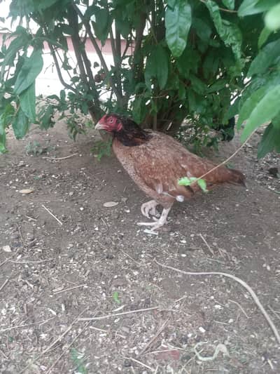 aseel  lakhi madi old bloodline for sale 03155805380