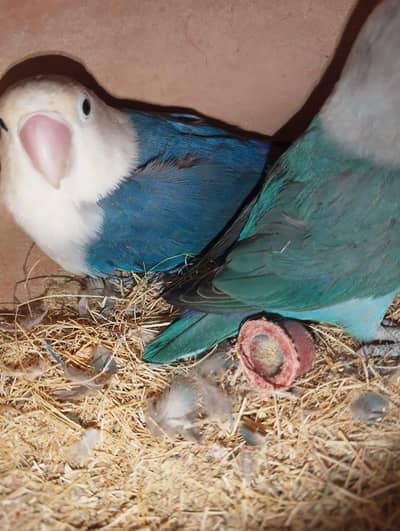lovebird pair blue pasnata