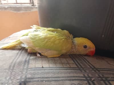 yellow paid chicks 03322535105