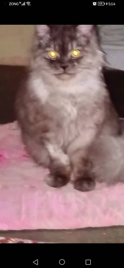 persian