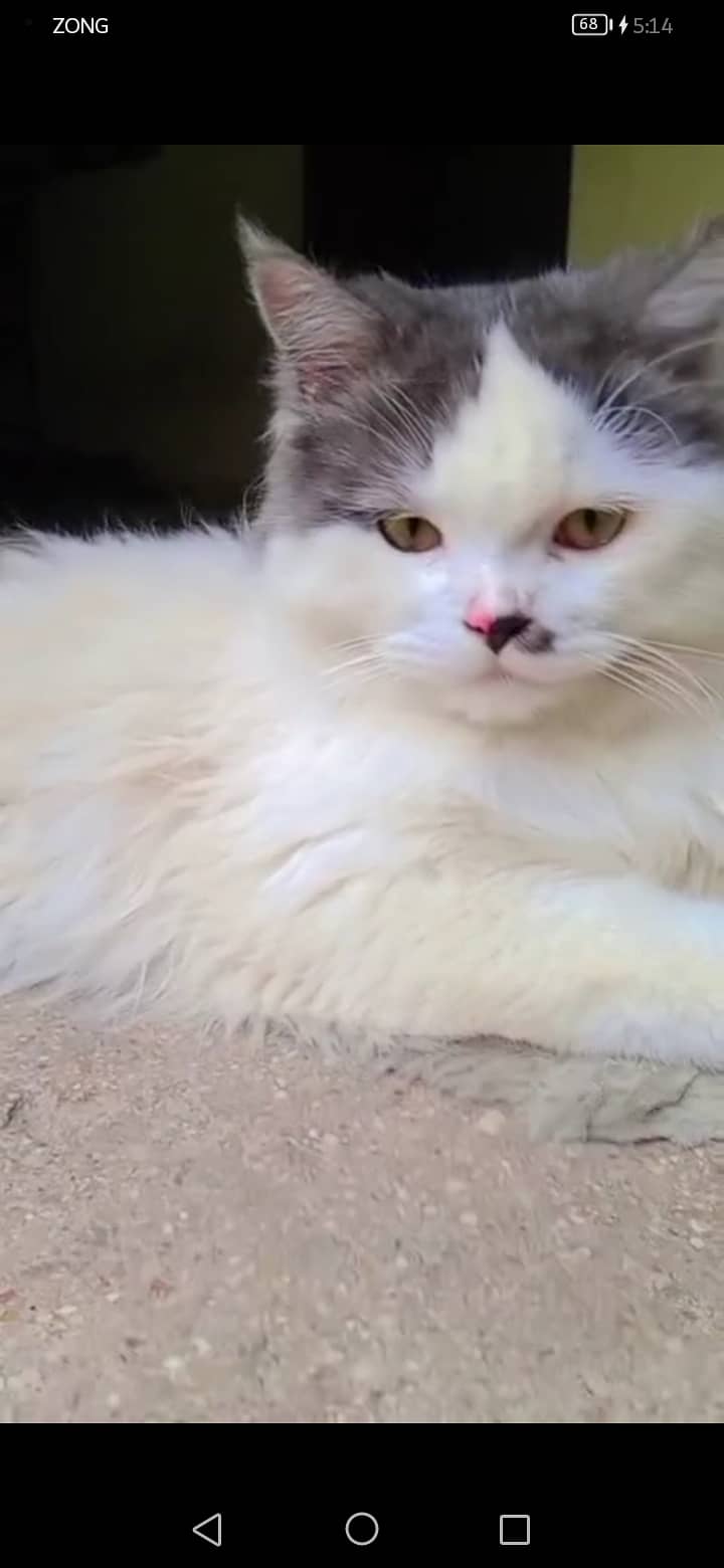 persian 1