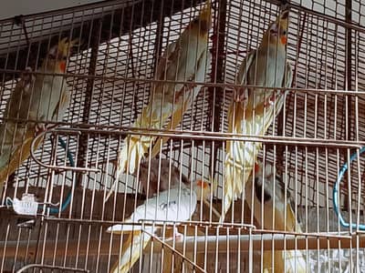 cocktail pairs with cage