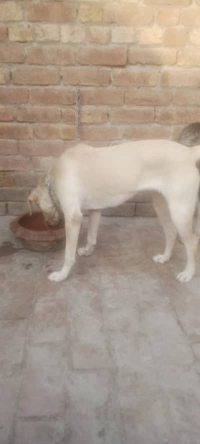 amarcan lab female