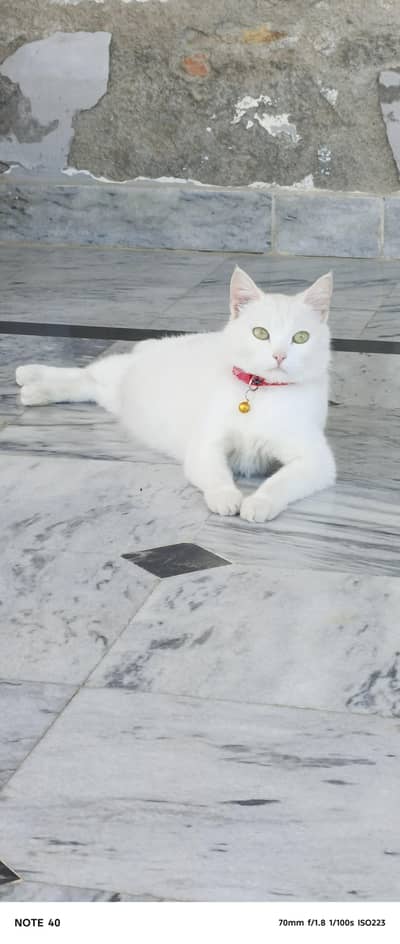 persian cat 