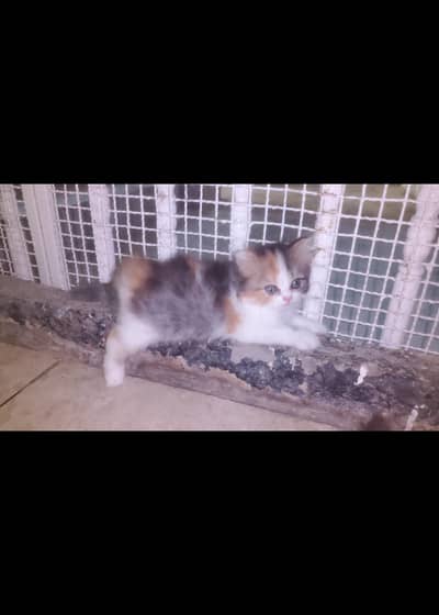 cats male, female adults and kittens available
