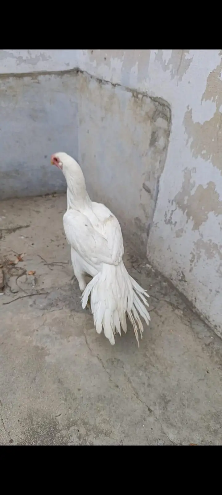 Top Indian line parrot beak — photo 4