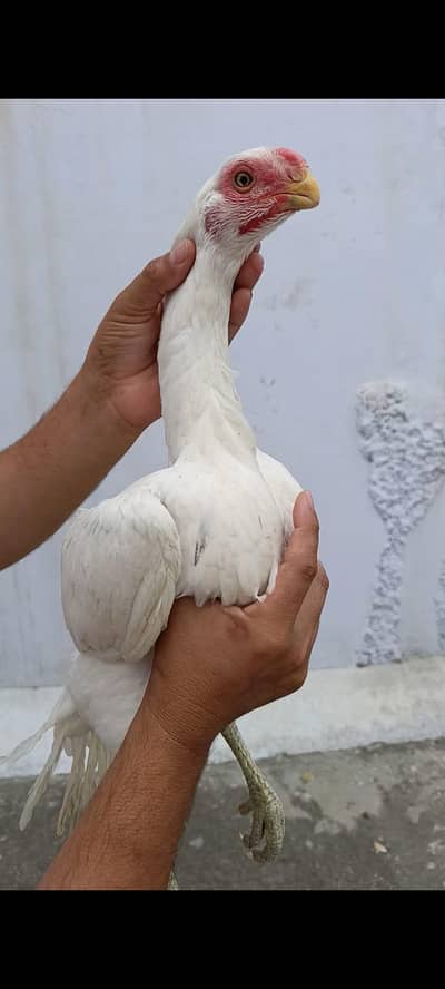 Top Indian line parrot beak