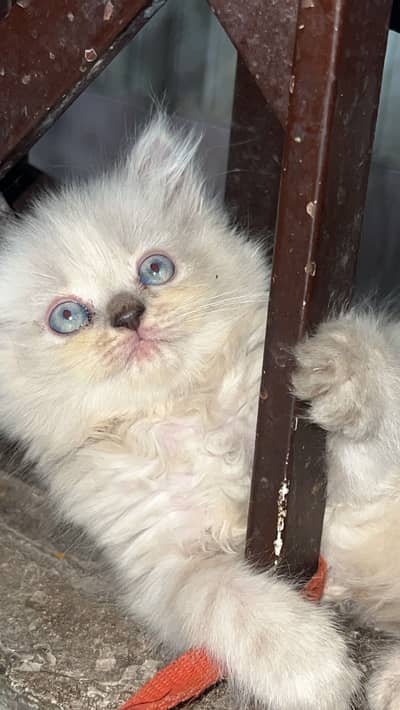 Persian cats