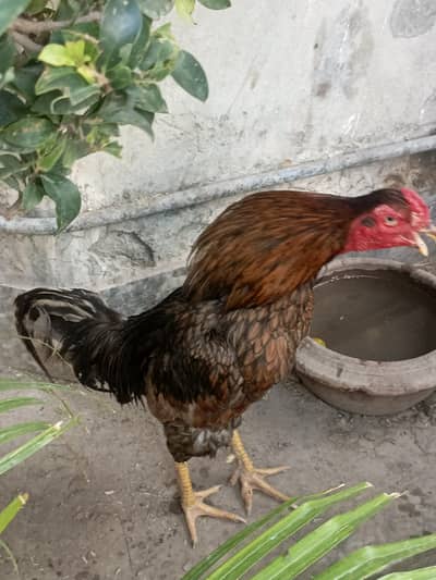 Aseel thai