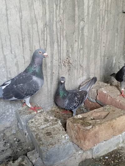 brider pair ha