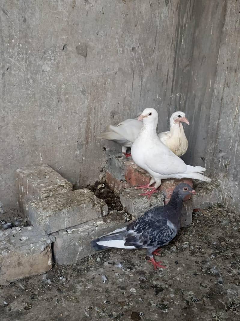 brider pair ha 2