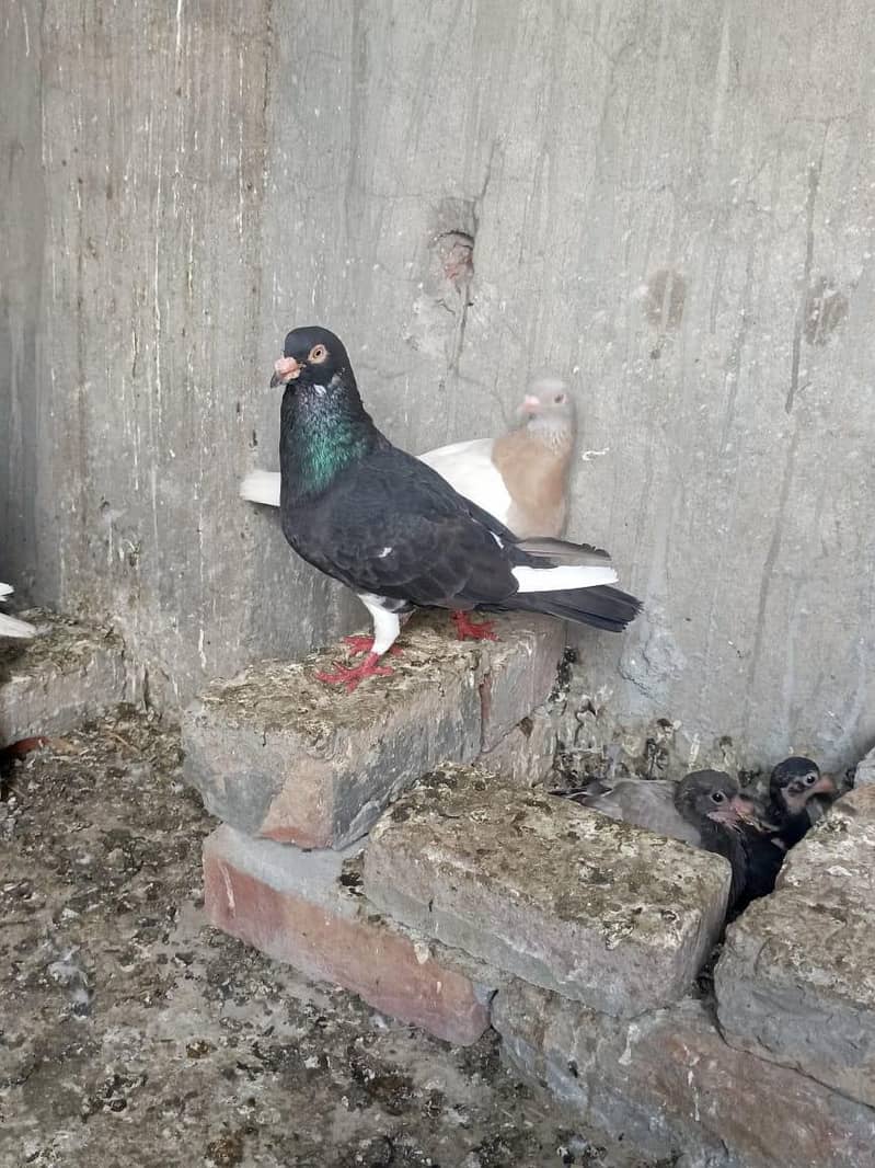brider pair ha 3