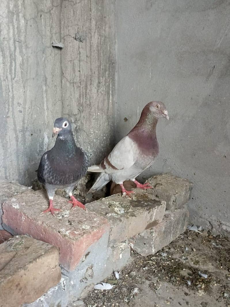 brider pair ha 4