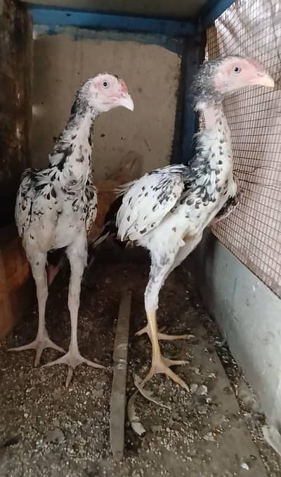 Jawa Chicks 03105531600 whattsapp
