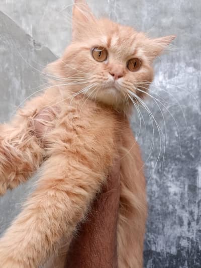 Persian cat triple code male03269421886