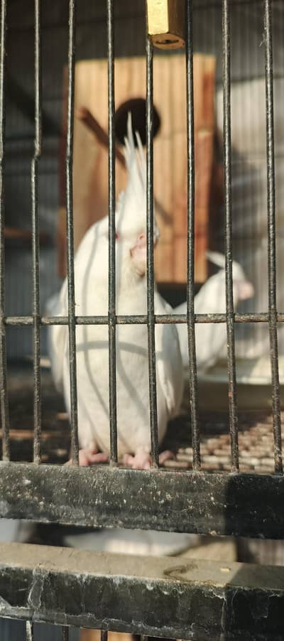 Quality Red Eye Cockatiels – Ready Pair & Young Birds