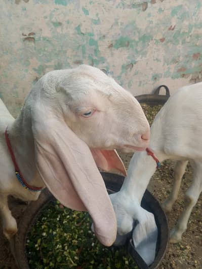 goat rajanpori kheri