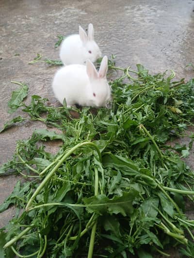 American White red eyes rabbit
