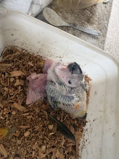 Sunconure Chicks for sale(red factor top quality