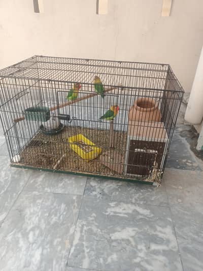 Love birds Pairs Breeder