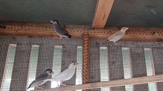 1 peace white java adult and 3 peace split fown java chicks