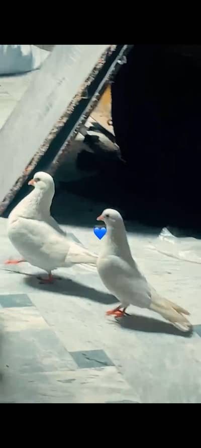 3 big size pinjray . +1 pair kabuter . 1pairs kabuter ky bachy