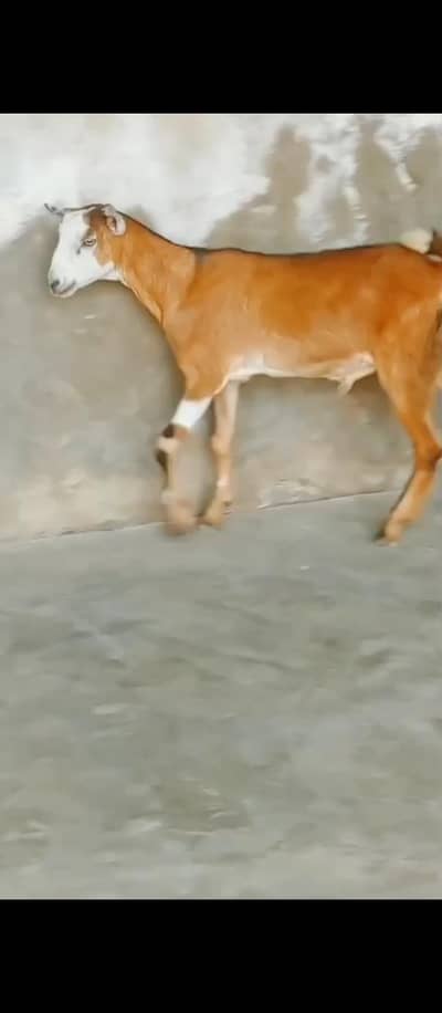 fAyyz got farm  bakra for sale
