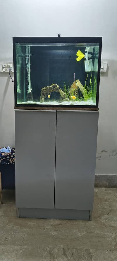fish aquarium