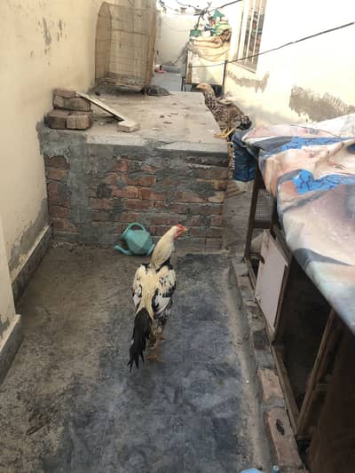 Aseel male female murgha