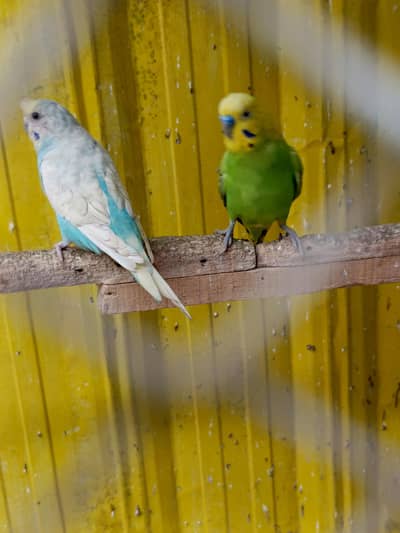 Badgies For Sell Young pair