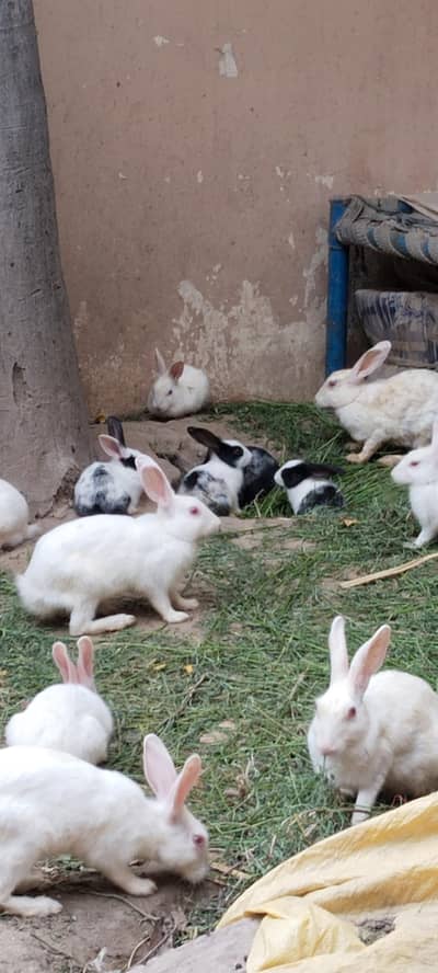 white albino Rabbits kid , breeding and young pair
