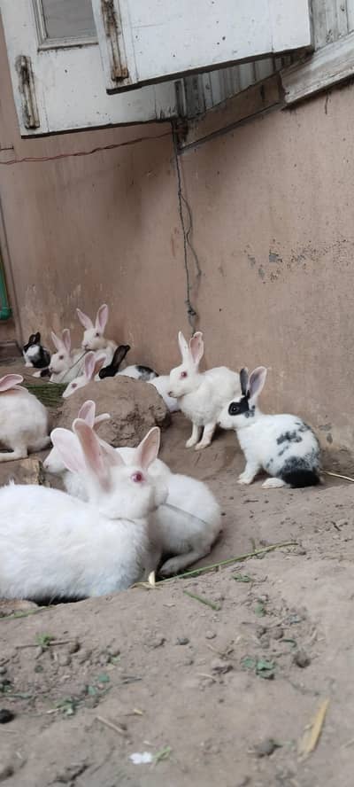 white albino Rabbit سفید خرگوش صحت مند اور ایکٹو