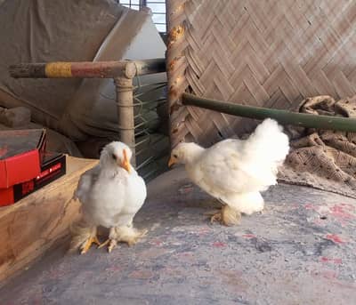 white bantam chicks for sale