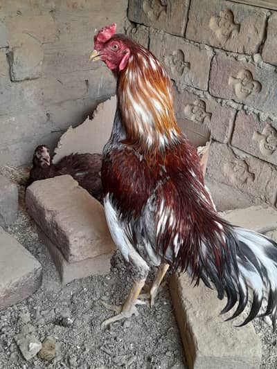 hens one mail two fe mai