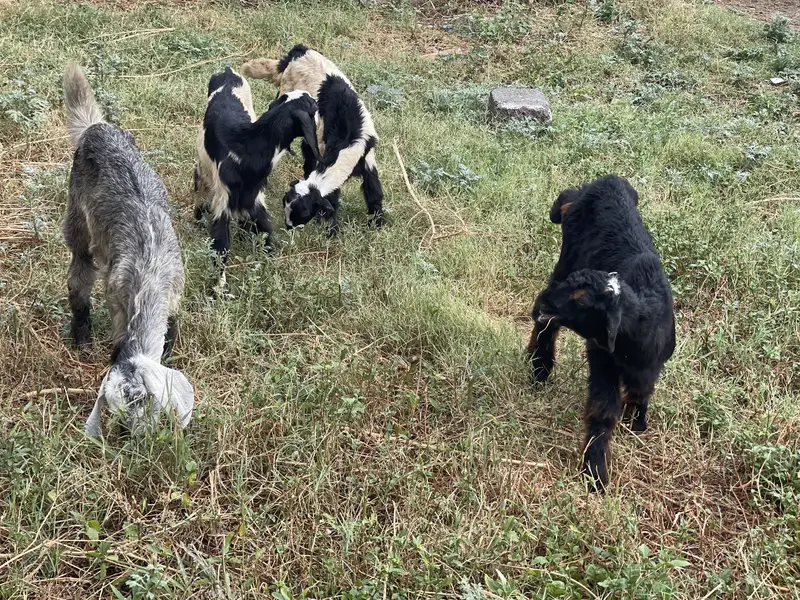 My home breed — photo 2