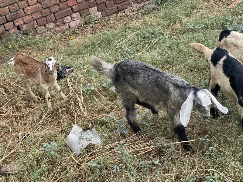 My home breed — photo 3