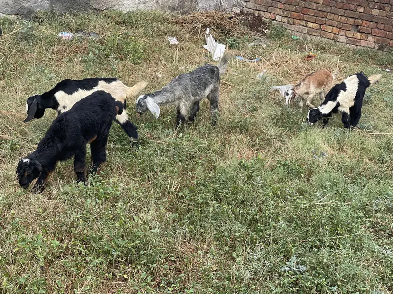 My home breed — photo 4