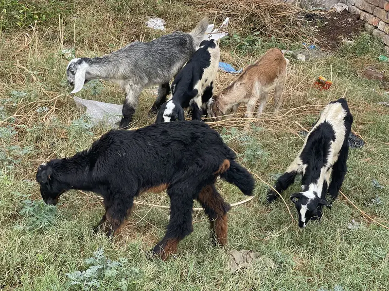 My home breed — photo 6