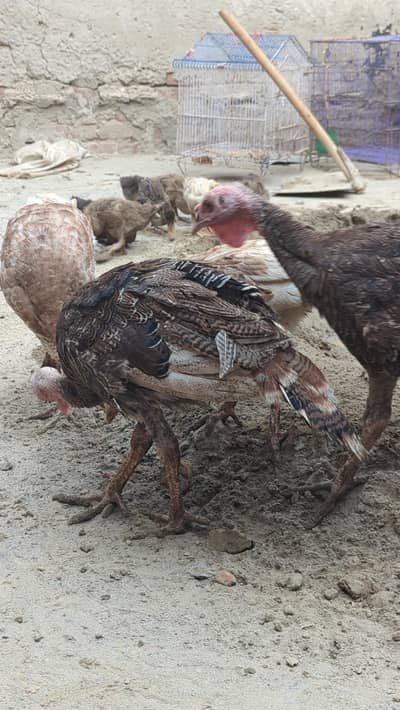 Turkey birds white red and black color