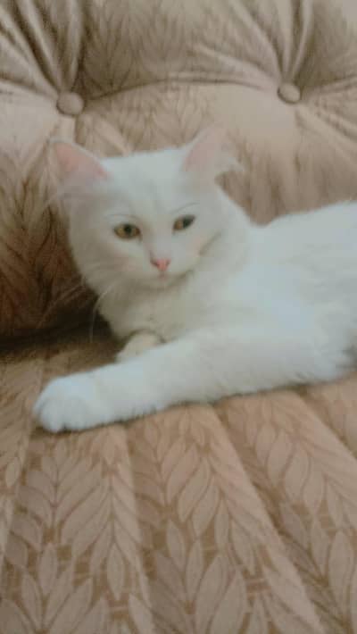 white Persian cat