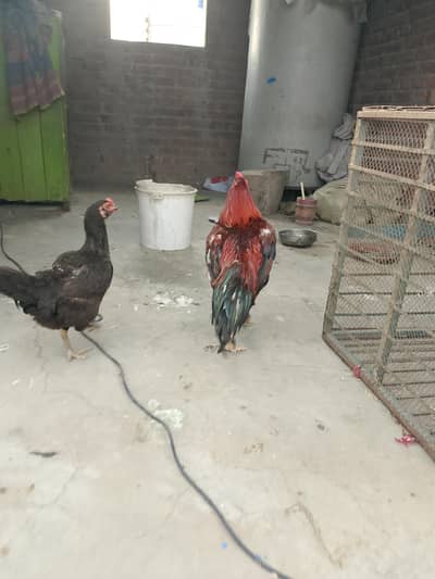 permoze murgha for sale
