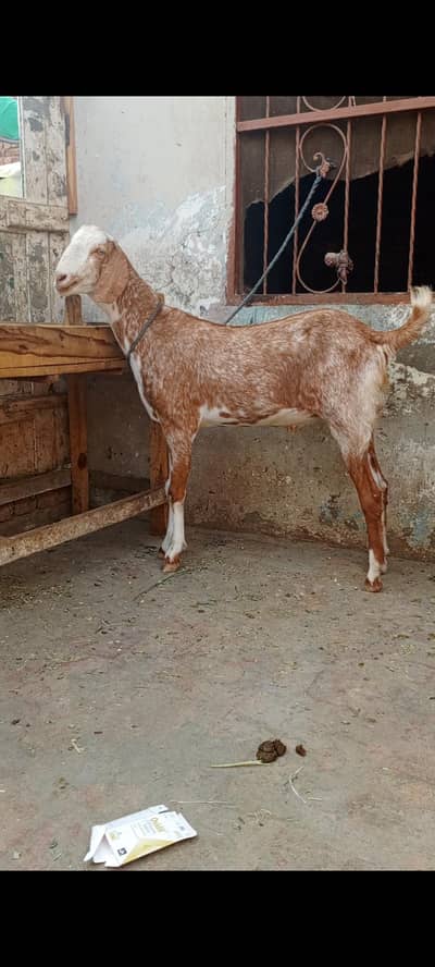 bakra for sale