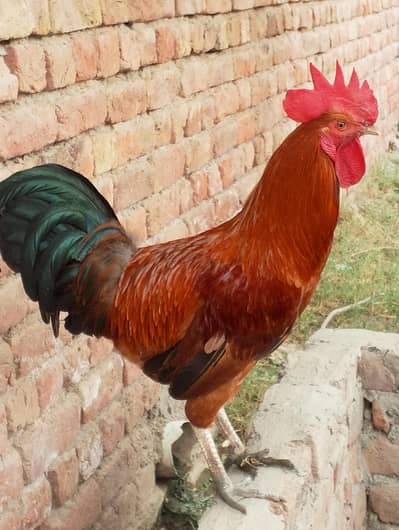 Dassi Hens