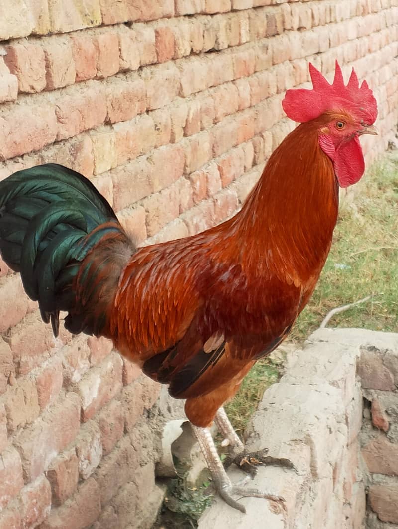 Dassi Hens 0